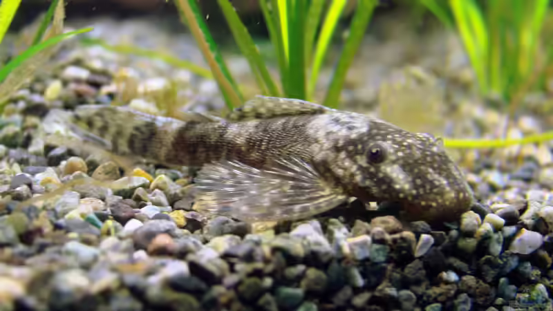 Blauer Antennenwelse (Ancistrus dolichopterus) von Dirk (13)