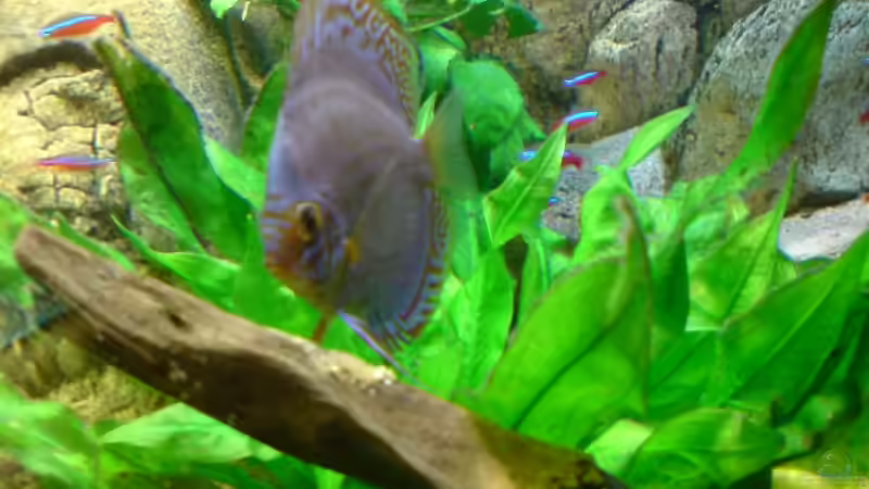 Blauer Bock beim Nest von GGuardiaNN (25)