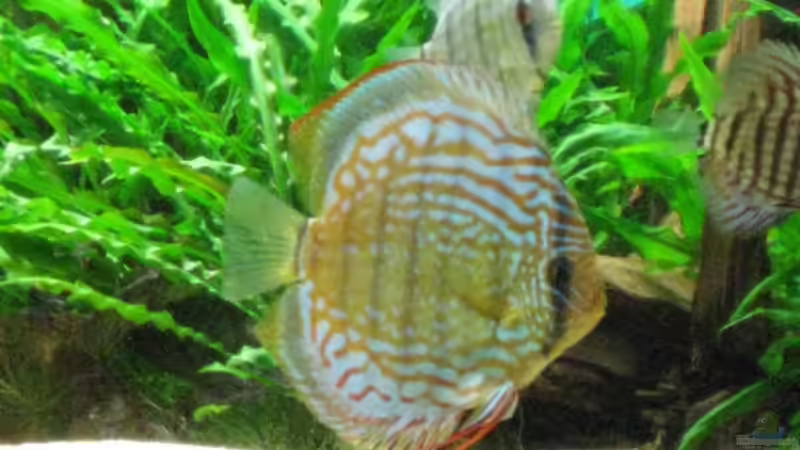 Blauer Diskus  von Korbi (34)