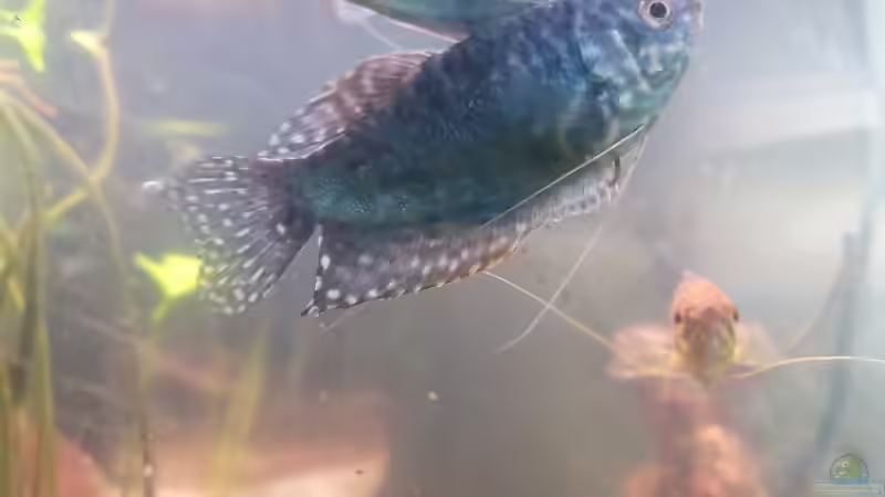 Blauer Fadenfisch m (1) von Zazathustra (3)
