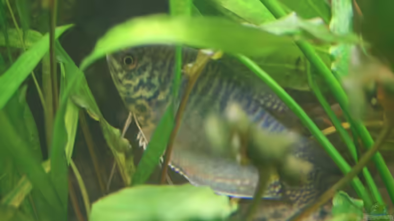 Blauer Fadenfisch versteckt unter Echinodorus Tricolor von Amazonas-live (27)