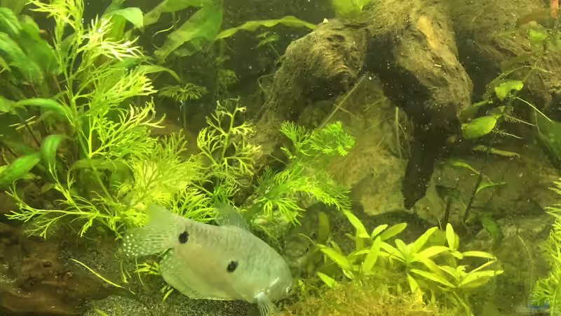 Blauer fadenfisch von Ceylon (13)