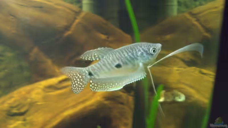 Blauer Fadenfisch von lupusmedicus (19)