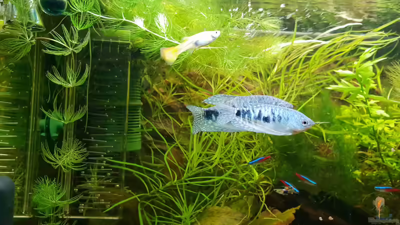 Blauer Fadenfisch von Manuela&Mike (20)