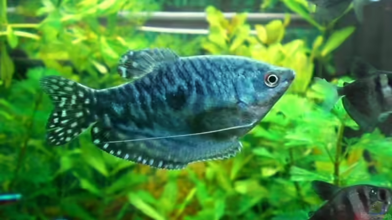 Blauer Fadenfisch von Oliver Kemna (25)