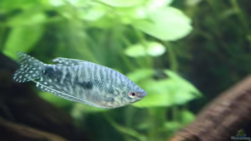 blauer Fadenfisch von Sabrina Mertes (8)