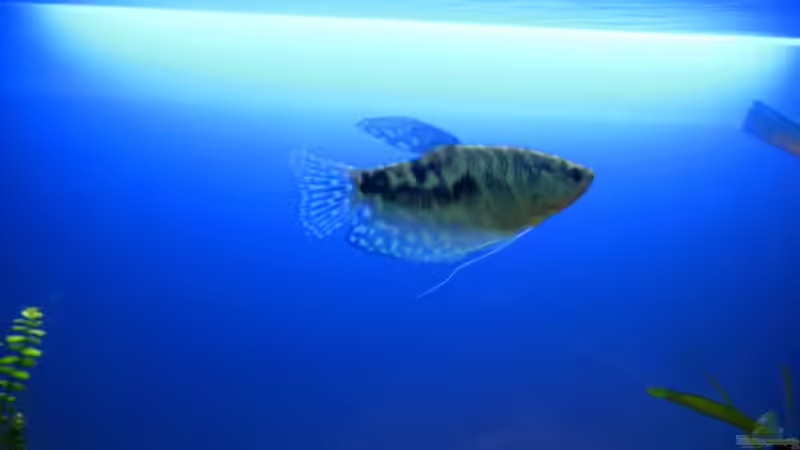 Blauer Fadenfisch von StefanR (5)