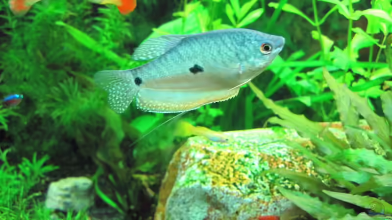 Blauer Fadenfisch von Streaknet (6)