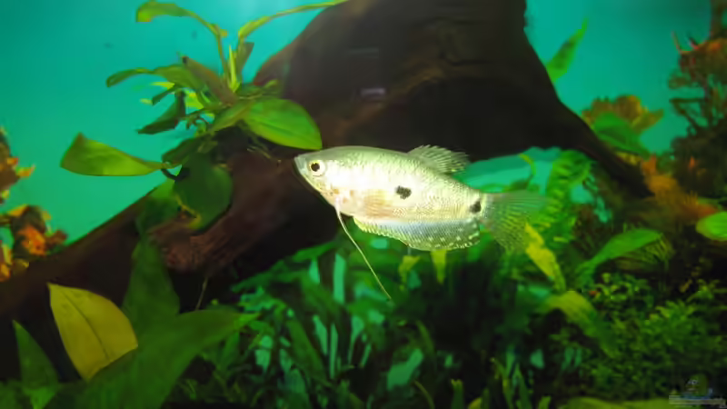 Blauer Fadenfisch (w?) von Florian S. (11)