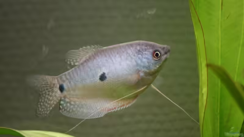 Blauer Fadenfisch(weiblich) von Amazonas-live (26)