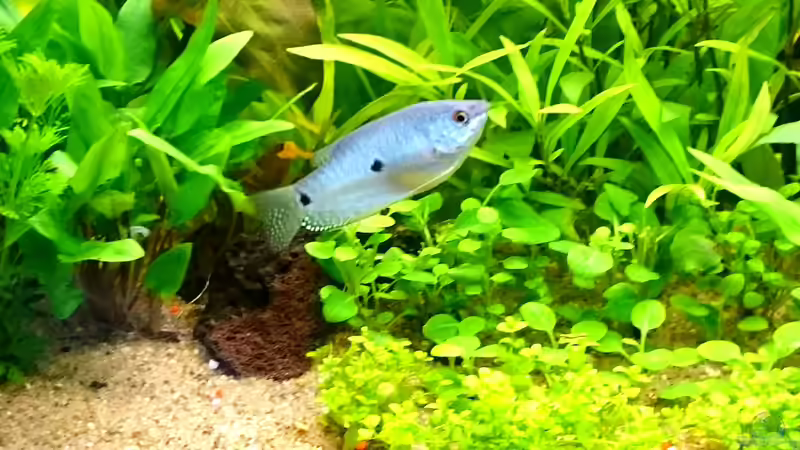 blauer Fafi von Fischdoktor (4)