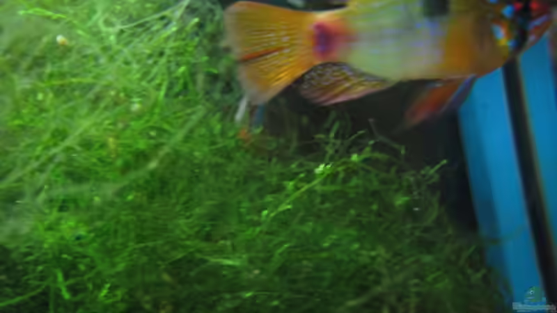 Blauer Fleck beim Ramirezi(11.03.09) von Frank Förster (20)