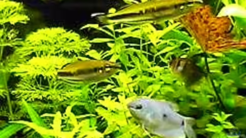 Blauer gepunkteter Fadenfisch (Trichogaster trichopterus) von Bruno Berchtold (19)