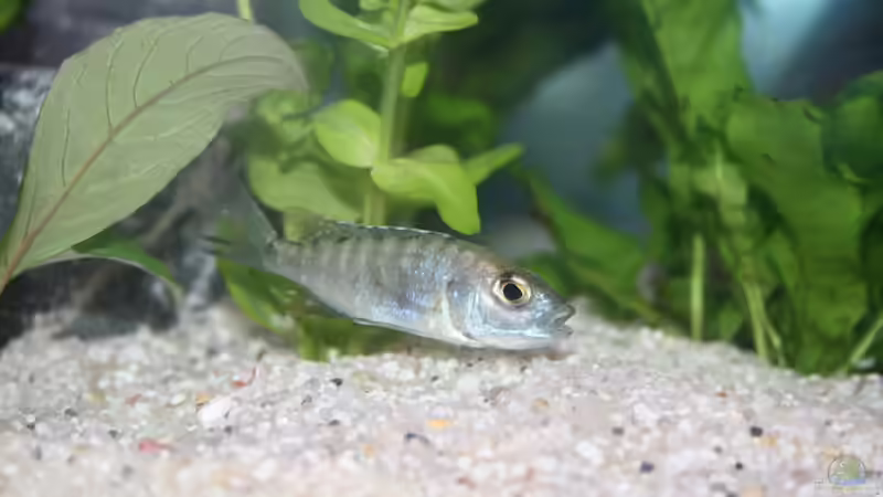 Blauer Kaiserbuntbarsch von Photi (4)