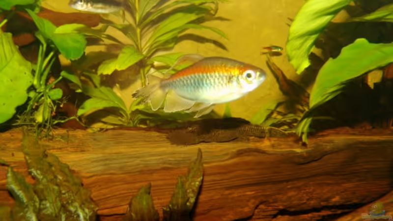 Blauer Kongo 1.0 von Peer Wojtkowiak (20)