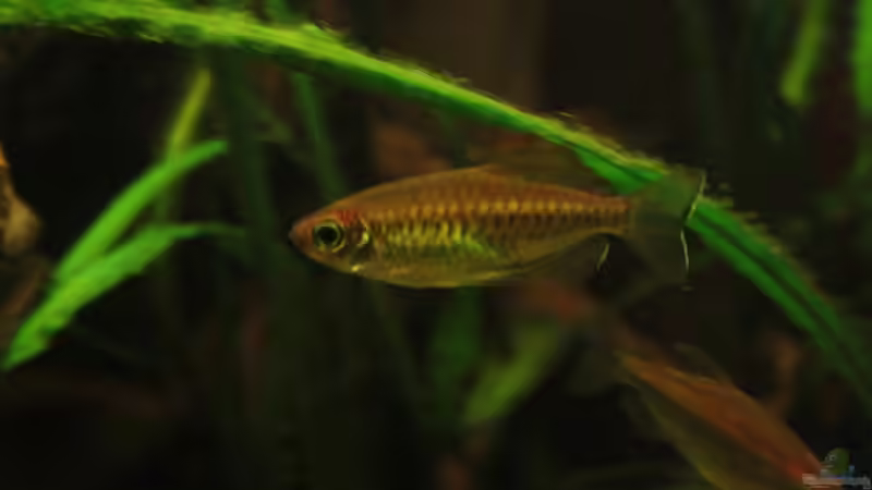 Blauer Kongosalmer von Bämbel (47)