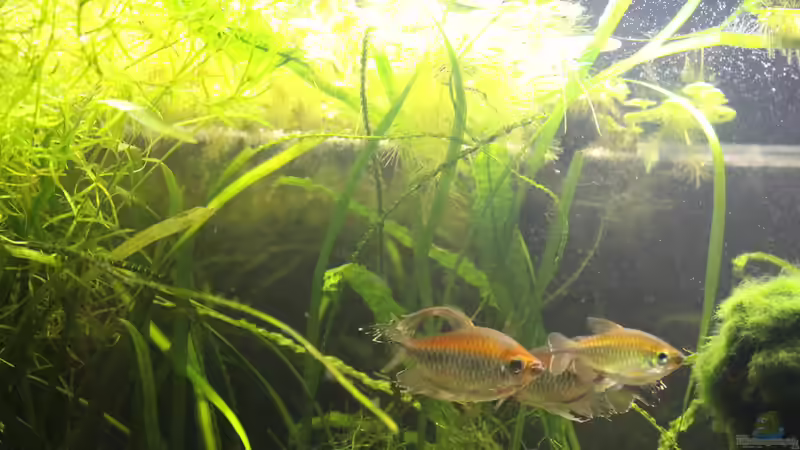 Blauer Kongosalmler. Sie stehen gerne in einer kleinen Gruppe unter den Schwimmpflanzen von LaFrieda (5)