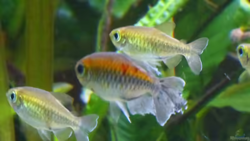 Phenacogrammus interruptus im Aquarium halten (Einrichtungsbeispiele für Blauer Kongosalmler)