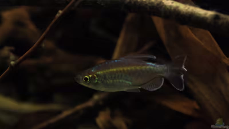 Blauer Kongosalmler Männchen,in Farbe von Florian Bandhauer (83)