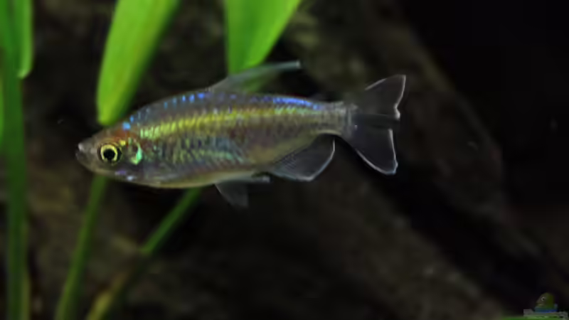 Blauer Kongosalmler Männchen noch recht jung ! von Florian Bandhauer (91)