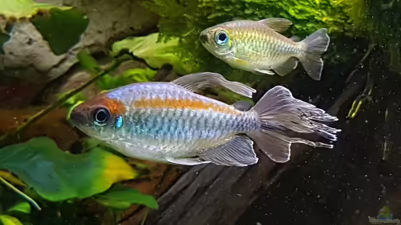 Blauer Kongosalmler Männchen und Weibchen von Thomas Müller (76)