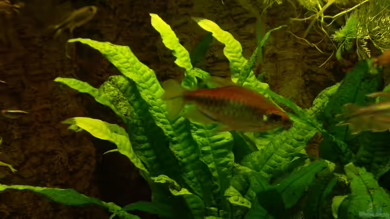 Phenacogrammus interruptus im Aquarium halten (Einrichtungsbeispiele für Blauer Kongosalmler)