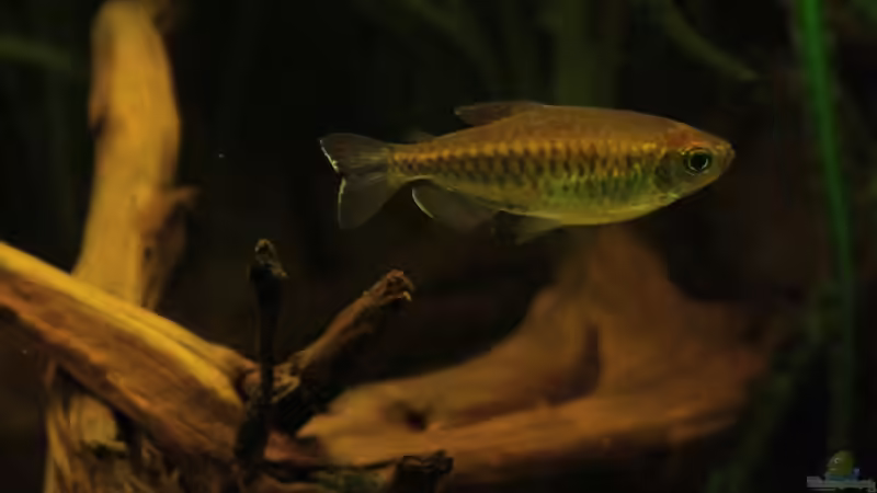 Blauer Kongosalmler von Bämbel (49)