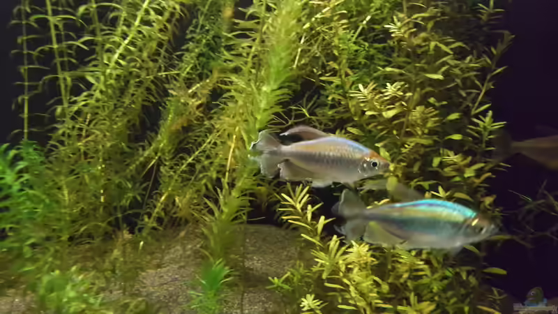 Blauer Kongosalmler von Kamenko (4)