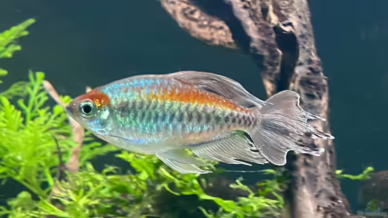 Blauer Kongosalmler von Michinet (23)