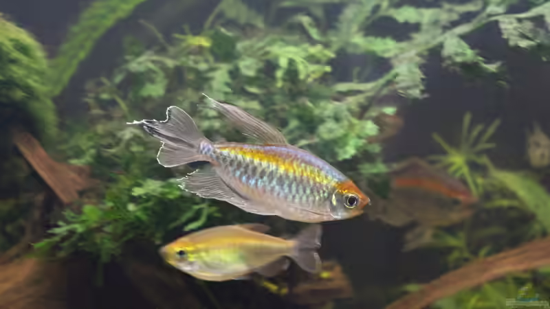 Phenacogrammus interruptus im Aquarium halten (Einrichtungsbeispiele für Blauer Kongosalmler)
