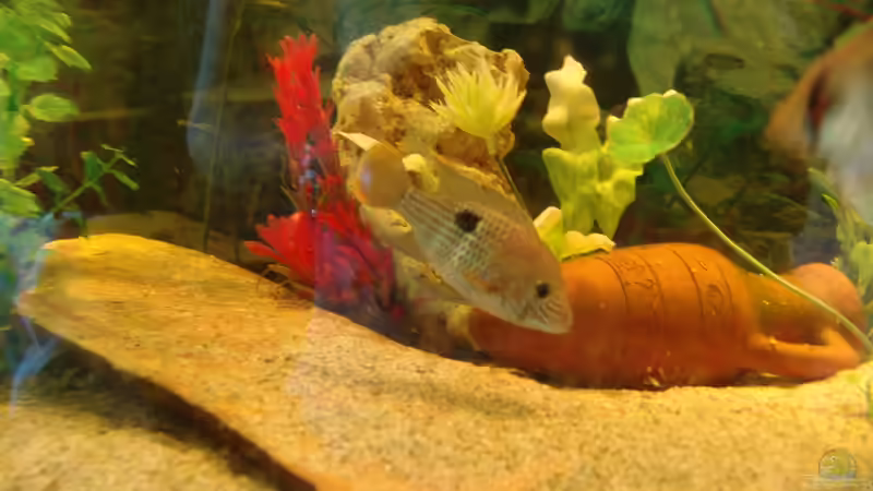 Blauer Malawi Barsch von Philipp XXxX (14)