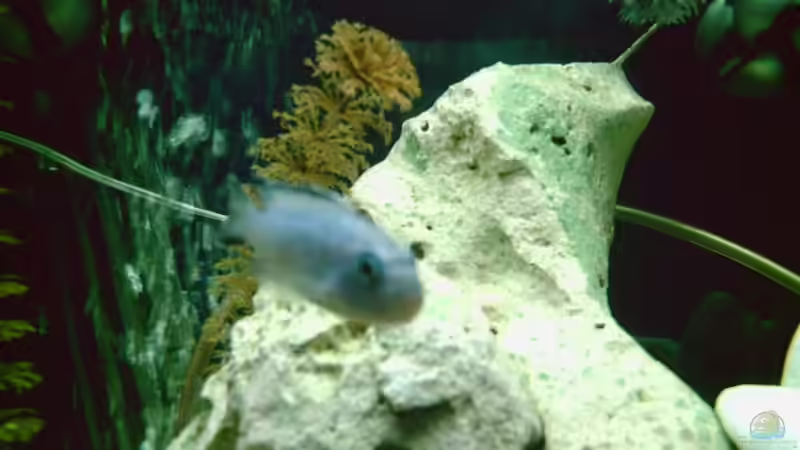 Blauer Maulbrüter von Ronald Leuschner (16)