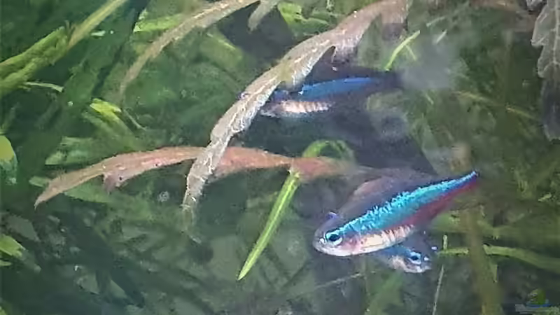 Blauer Neon, Paracheirodon simulans von piet (22)