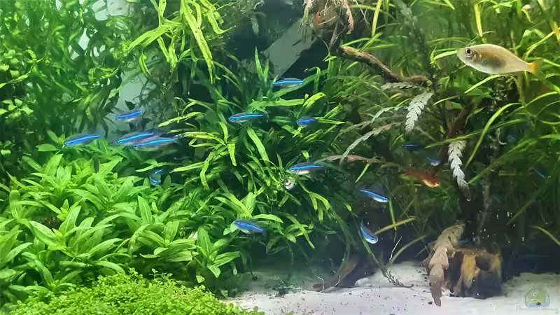 Blauer Neon, Paracheirodon simulans von piet (23)