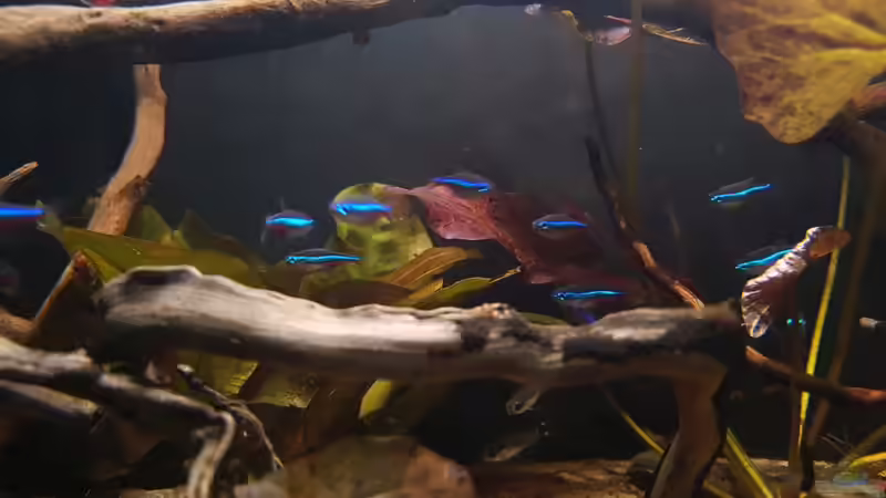 Aquarien mit Paracheirodon simulans (Blauer Neon)