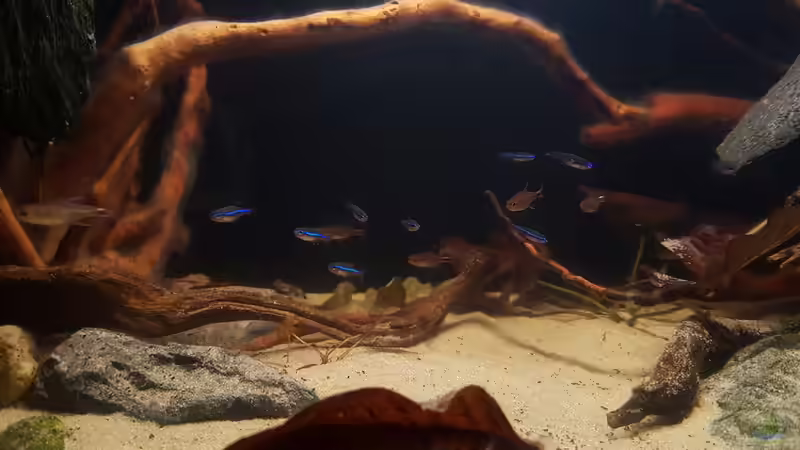 Blauer Neon und Pfeffersalmler von YoshiMaus (20)