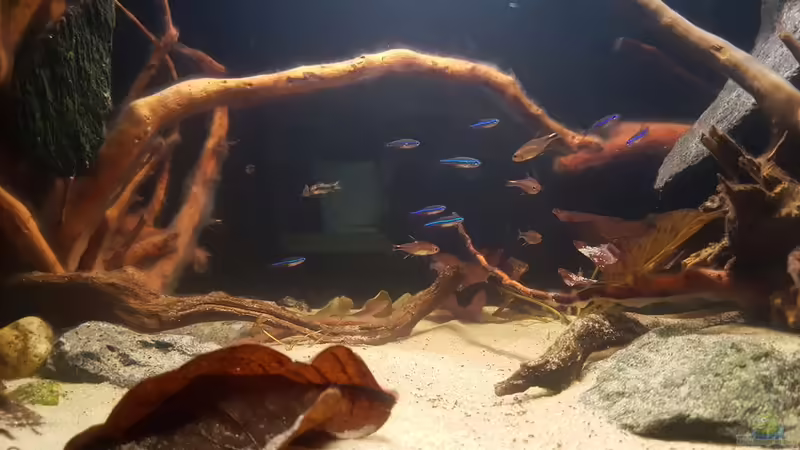 Blauer Neon und Pfeffersalmler von YoshiMaus (22)