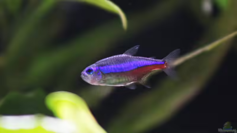 Blauer Neon von Andreas Eberhardt (3)