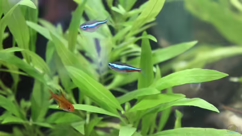 Blauer Neon von ESA_72 (27)