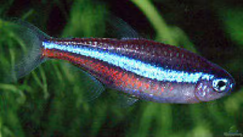 Blauer Neon von Maik+Lene (6)