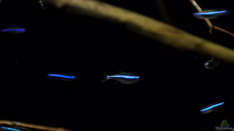 blauer Neon von Thomas S-H (10)