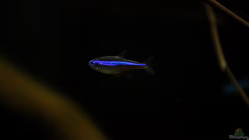 blauer Neon von Thomas S-H (4)