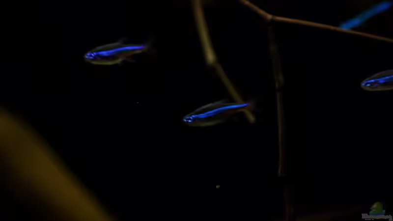 blauer Neon von Thomas S-H (5)