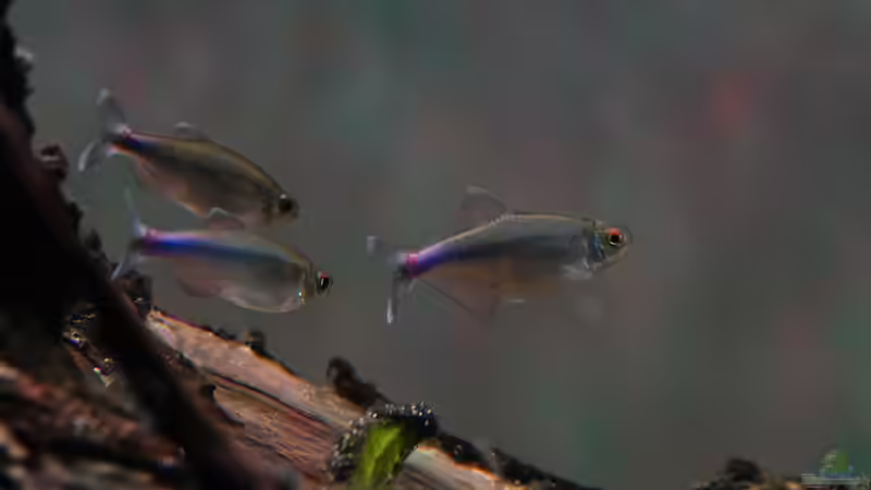 Blauer Perusalmler (Boehlkea fredcochui) in Balz von Philip (30)