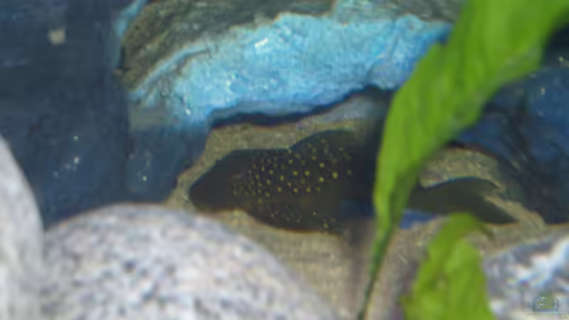 Blauer Phantom von JAMES-JONES (23)