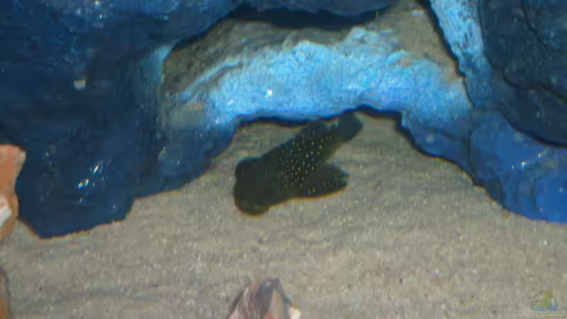 Blauer Phantom von JAMES-JONES (7)