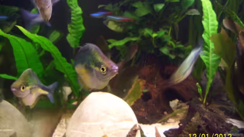 Blauer Regenbogenfisch von kaktus-jones (43)