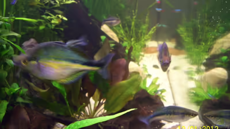 Blauer Regenbogenfisch von kaktus-jones (45)