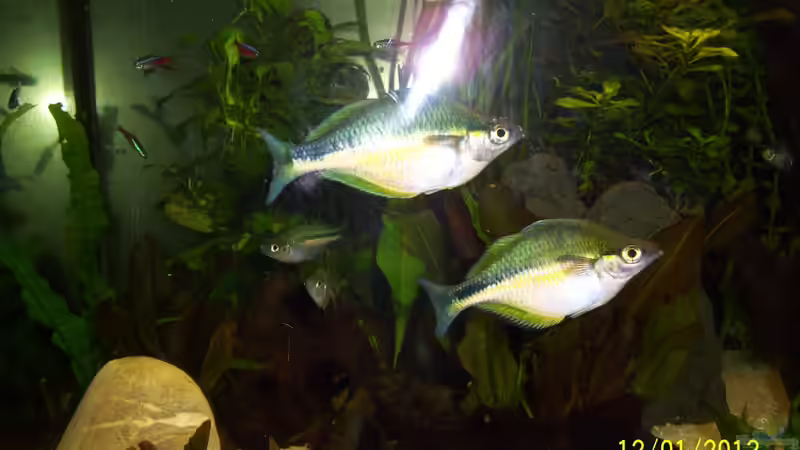 Aquarien mit Melanotaenia lacustris (Aquamarin-Regenbogenfisch)