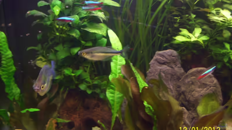 Aquarien mit Melanotaenia lacustris (Aquamarin-Regenbogenfisch)